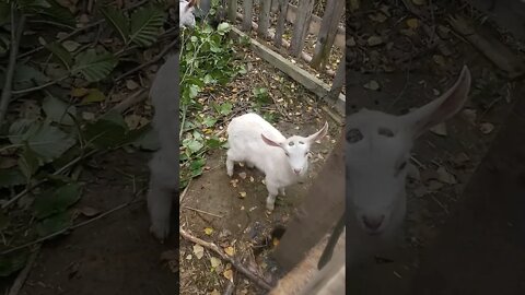 Too Many Goats