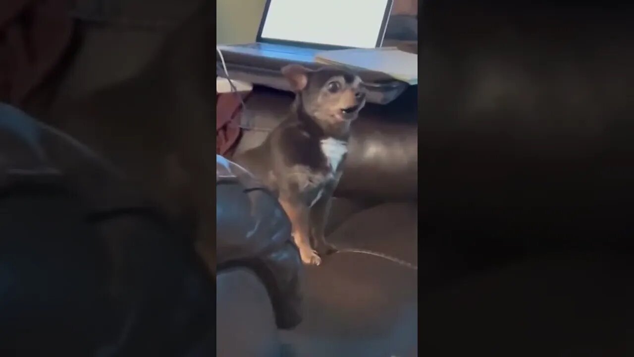 Funny Animals 174 funnycontent707