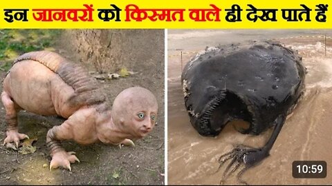 Animals that are rarely found