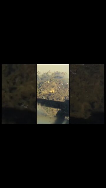 Dragonflies carrying their babies