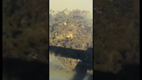 Dragonflies carrying their babies