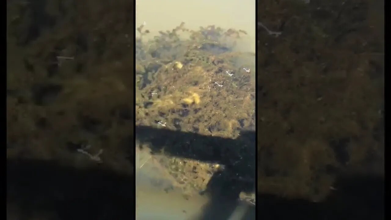 Dragonflies carrying their babies