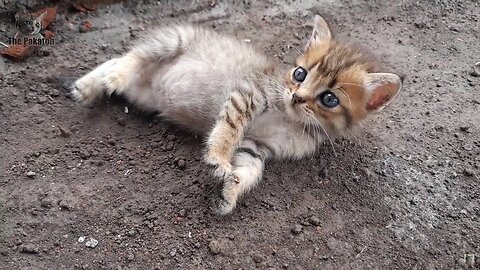 Look! The cute behavior of a kitten who is only 2 weeks old is very adorable