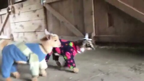 Baby Goats Wearing Pajamas!