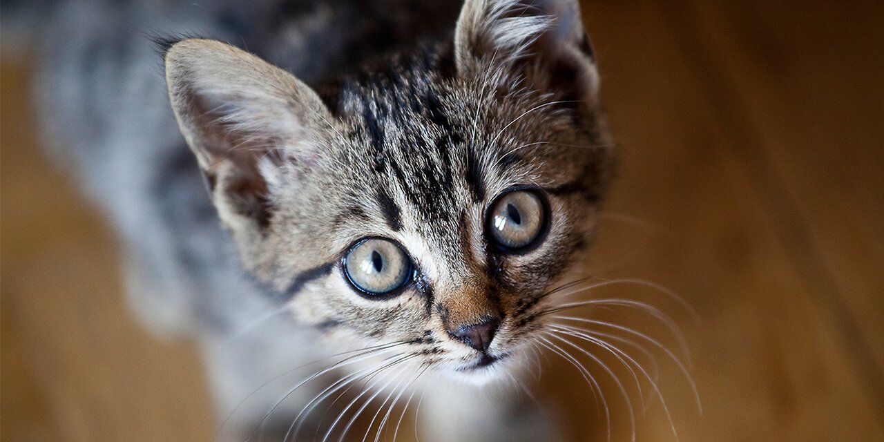 Rescued Kittens Are Seeing A Toy For The First Time In Their Lives