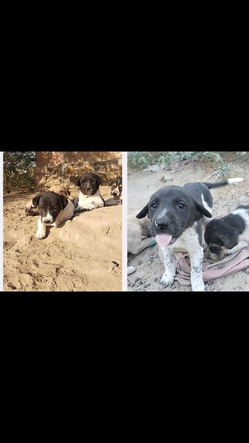 Last video continue update stray puppies