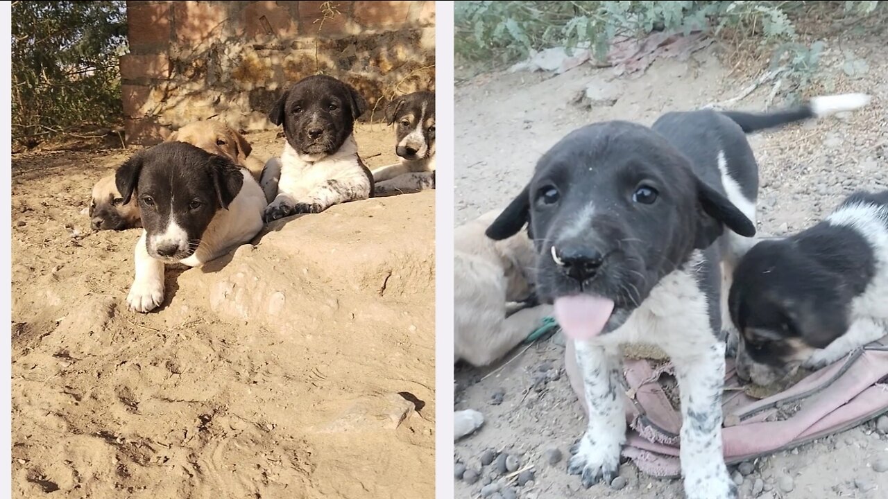 Last video continue update stray puppies