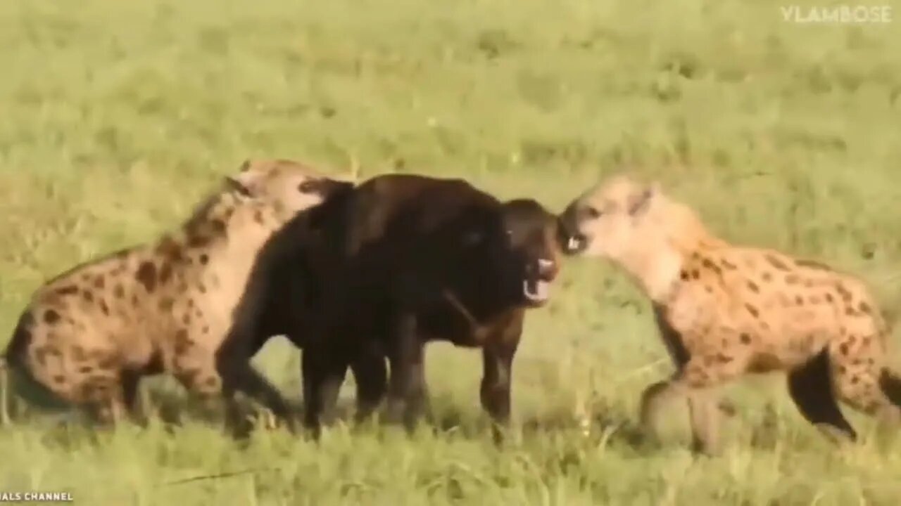 Three hyena attack to baby buffalo and buffalo calf died 2022 ||