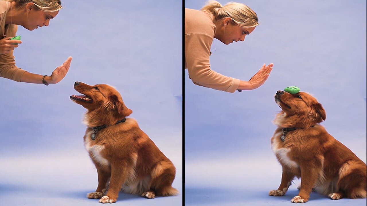 Funniest and Cutest Dog Training New Style 2021