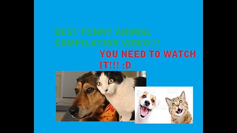 BEST FUNNY ANIMAL VIDEO COMPILATIONS