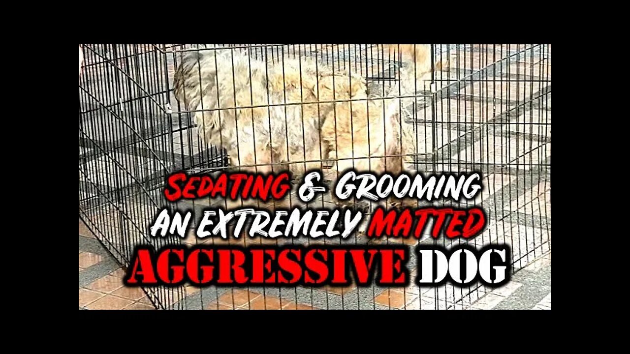 Sedating & Grooming An EXTREMELY MATTED Aggressive Dog