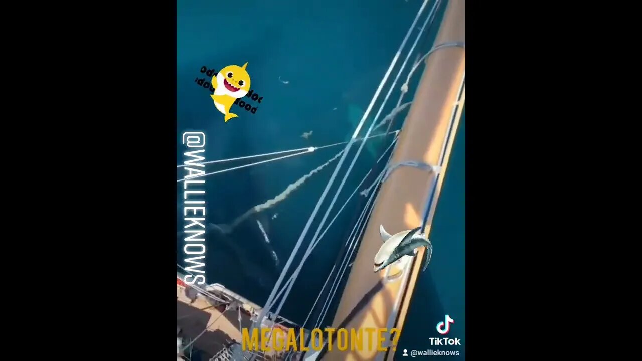 Megalodon?