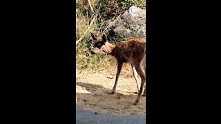 Bambi came to visit.