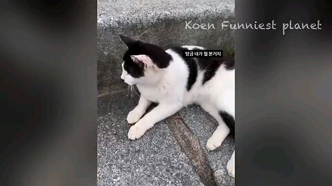 funny video cat and dog 🐕