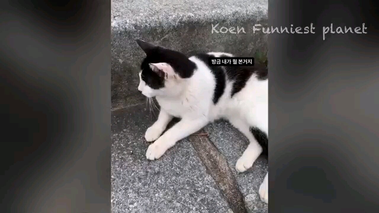 funny video cat and dog 🐕