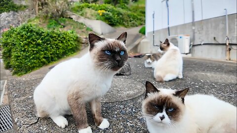 I went to a Siamese cat gathering behind the post office on Cat Island.