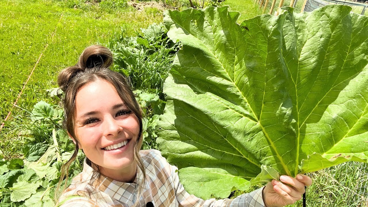 Rhubarb Garden Harvest