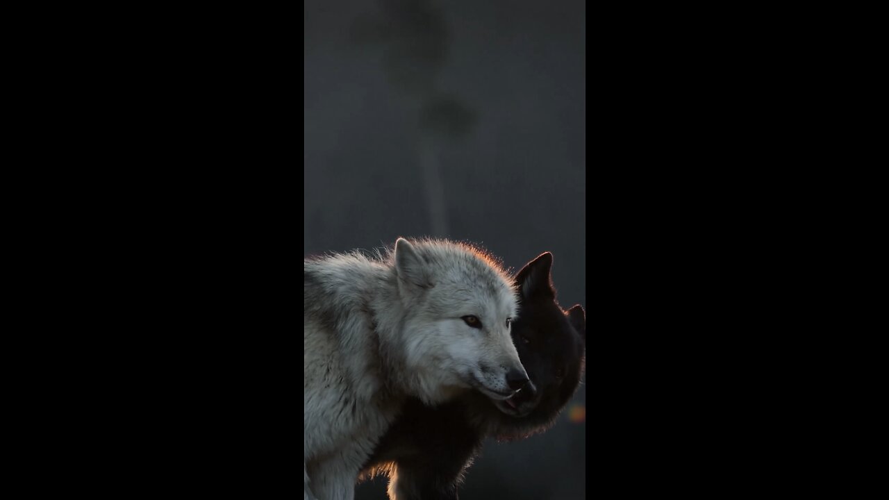 Wolves and our tiny little world