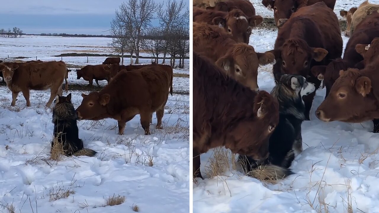 Cute Dog Is Definitely A Cow Magnet