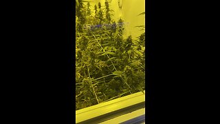 Coast to Coast Collective