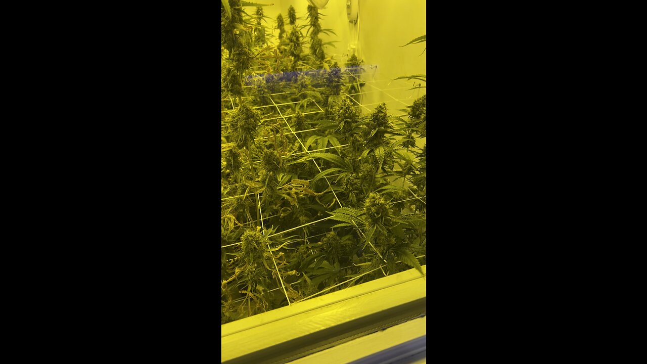 Coast to Coast Collective