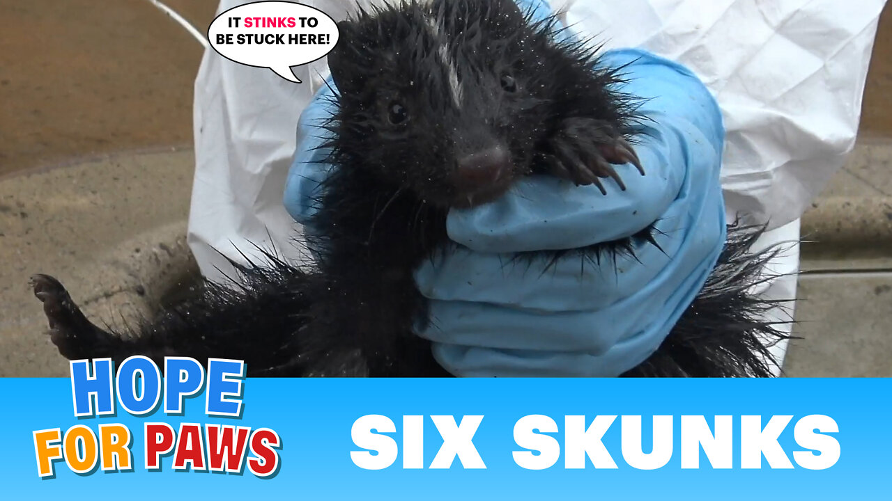 Baby skunks got stuck in a Jacuzzi - Hope For Paws reunites them with their mom!