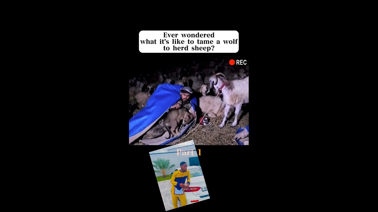 How to keep a wolf and a sheep at the same place