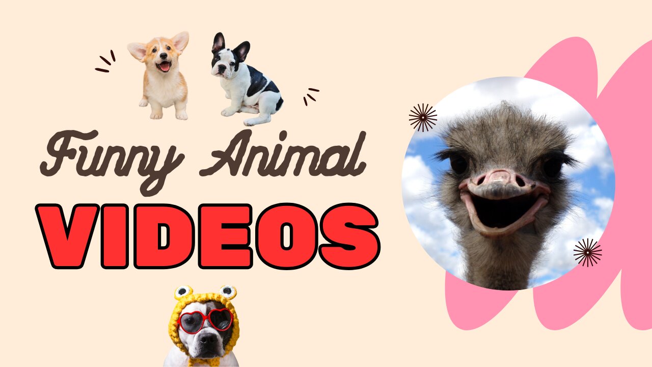 Funny Animal Moments - Part #2 That Will Make You LOL | Try Not to Laugh Challenge!