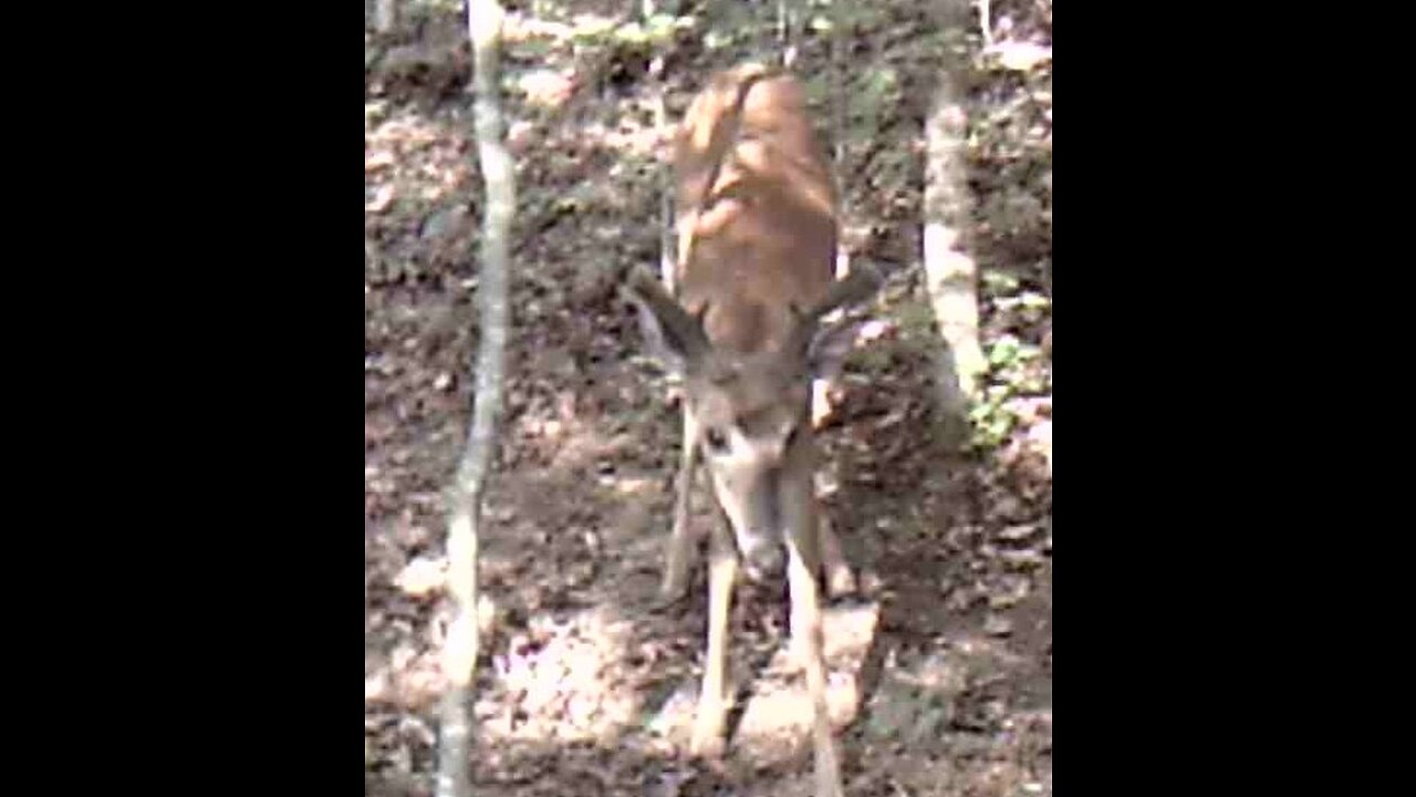 Velvet Bucks 7-22-23