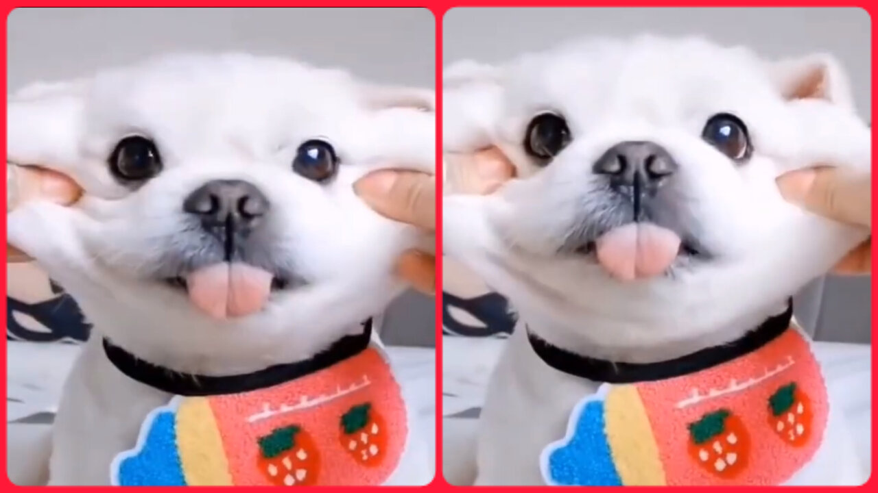 Cute puppy video