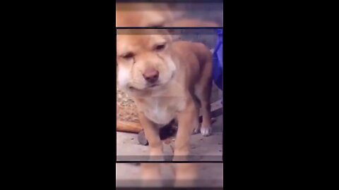 honey bee caught dog laugh #shorts #kids