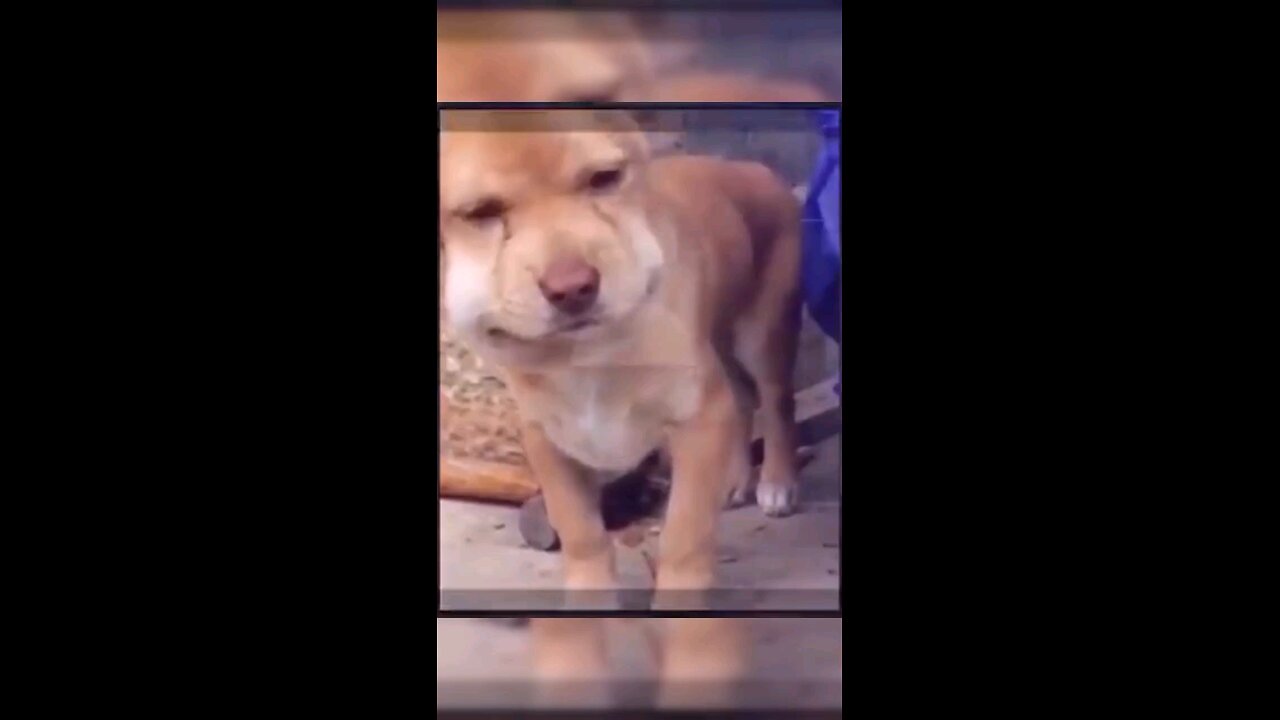 honey bee caught dog laugh #shorts #kids
