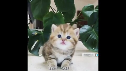 funny cat videos | cute cat videos| cute animals funny cats #shorts #shortsfunny #cutecat #funnycat