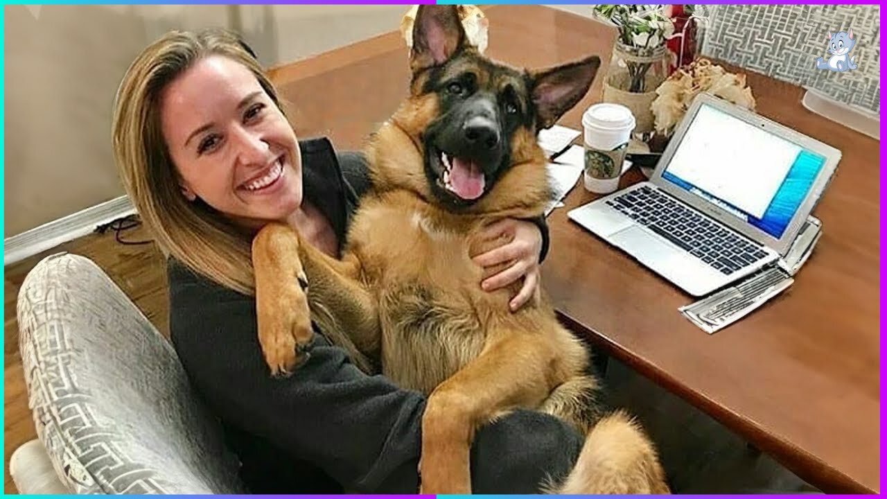 When Your Giant Dog Thinks He's a Lap Dog! 🤣 Funny Dog and Human