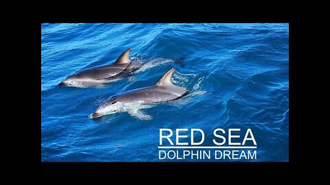 RED SEA DOLPHIN DREAM