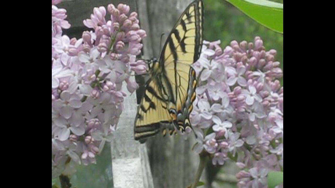 Canadian Tiger Swallowtail Butterfly 2