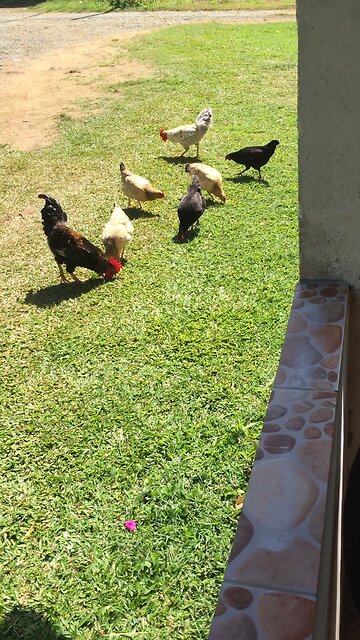 Rizzing Some Island Rooster