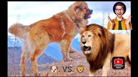 Troll Prank Dog Funny & fake Lion and Fake Tiger Prank To dog & Huge Box Prank to dog