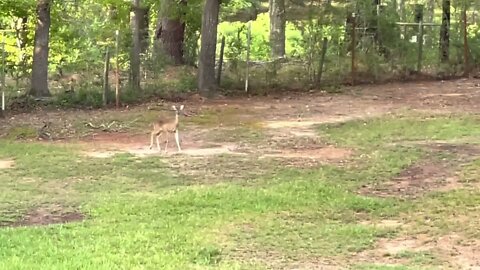 Deer and a bobcat,,, 2 bits