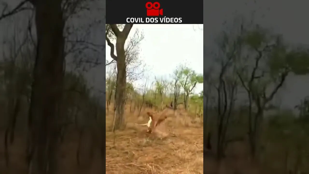 Macaco quase mata leopardo de susto