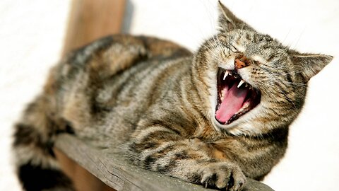 Lustige Hunde und Katzen videos