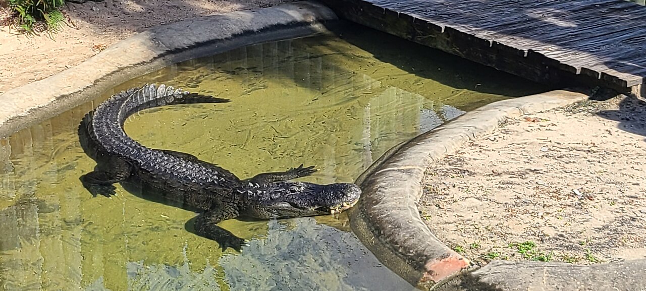 Gators at Bass Pro Melbourne FL