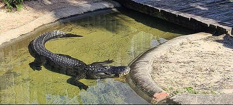 Gators at Bass Pro Melbourne FL