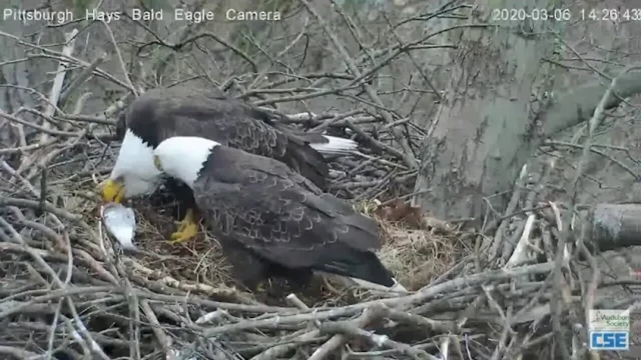 Hays Eagles Dad brings in fish Mom eats it 2020 03 06 225pm
