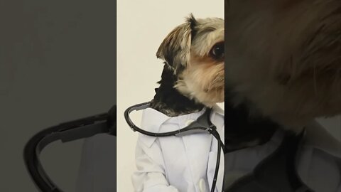 This Hilarious Doctor Dog will Heal You instantly