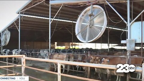 Heatwave impact on livestock