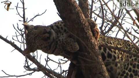 Leopard Moves His Meal In The Tree