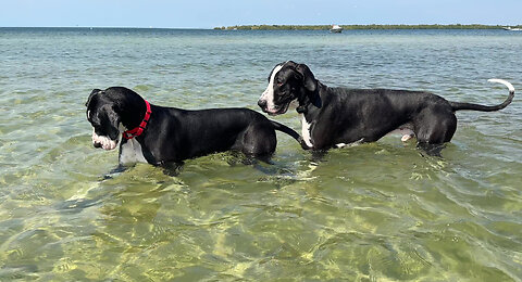 Funny Great Dane Twin Beachcombers Check Out What Is Under Water