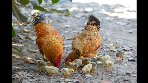 Chicken Training Video # 4 Poultry Feed and Water