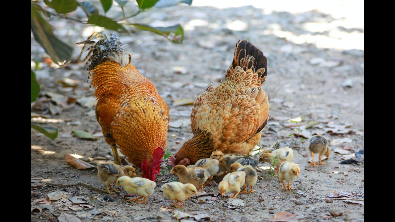 Chicken Training Video # 4 Poultry Feed and Water